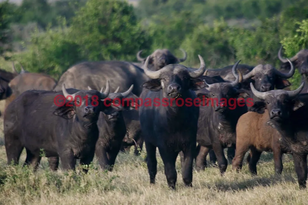 Buffalo, African 6-Metal